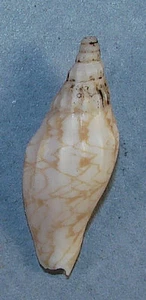 VOLUTA HAURAKIENSIS 29.13mm BEAUTIFUL SPECIMEN Gisborne, North Is.., New Zealand - Picture 1 of 2