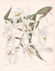 Coelogyne Cristata Himalayan Orchid Flower Botany Lithography Curtis 8477 - Picture 1 of 1