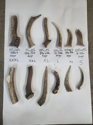 Shed Antler Dog Chew Treats. Elk Deer Antler Chews S M L XL XXL XXXL - Image 1 of 4