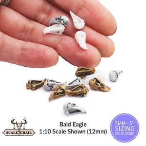 Bald Eagle Skull Miniature Replica by The Scale Grail – 6mm to 7" Sizes - Picture 1 of 8