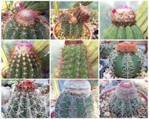 Melocactus MEZCLA VARIEDAD MIXTA cactus raro cactus globular cefalio semilla 500 SEMILLAS - Imagen 1 de 1