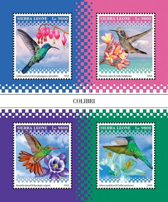 HUMMINGBIRDS 4v-Value MNH Birds/Bird Stamp Sheet #602 (2018 Sierra Leone) - Image 1 of 1