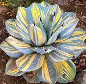 Agave Paryii Truncata Large about 12cm succulent - Picture 1 of 3