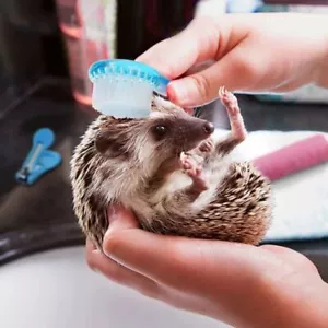 Soft Hedgehog Bathing Brush Round Head Guinea Pig Massage Combs For Hedgehog - Picture 1 of 11