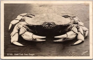 Vintage 1940s OREGON COAST Photo Postcard "Giant Crab" / Sawyers RPPC / unbenutzt - Bild 1 von 2