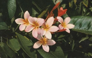 Cartolina Hawaii Rosa Plumieria Fiore Frangiano - Foto 1 di 3