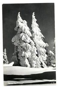 RPPC por Sandborn After the Storm nieve en pinos sin usar foto real postal - Imagen 1 de 2