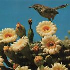 Arizona State Bird Flower Cactus Wren Saguaro Blossoms Unused Ephemera Postcard