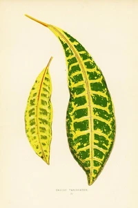 1861 EJ Lowe Esq, bellissime piante a foglie - #2 - Foto 1 di 4