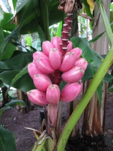 10 Samen ★ Pinke Banane ★ ''musa velutina'' Robuste Banane - Bild 1 von 2