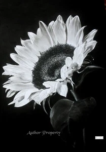 SONNENBLUME BLUMENPORTRAIT - Original Kohlezeichnung 20" x 27,5" - Bild 1 von 3