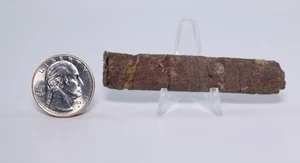 Allosaurus Dinosaur Fossil partial Gastralia 71.9mm 2.83" Colorado CO COA 7161 - Picture 1 of 8