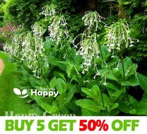 More details for woodland tobacco - 5 000 seeds - nicotiana sylvestris - annual flower