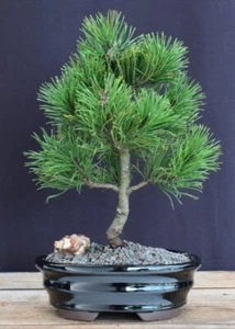 Mugo Pine Bonsai Tree Dwarf Live Plant Valley Cushion 3 y.o. 8-9" H Slow Grower - Picture 1 of 2