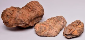 3 x DIACALYMENE OUZREGUI TRILOBITE FOSSILS, F121 - Foto 1 di 8