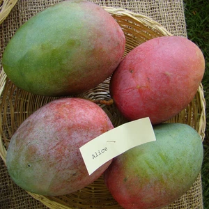 Mango híbrido BeauFlora (Alicia, injerto) exótica 1 planta de raíz desnuda - Imagen 1 de 1