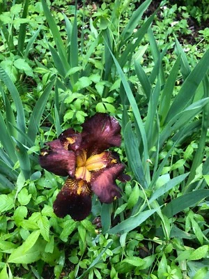 BEARDED IRIS BULB BURGUNDY AND YELLOW SPRING FLOWER (Bonus Gift) - Image 1 of 4