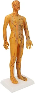 Acupoint Body Model, 53cm Human Body Acupuncture Model Man Chinese Teaching Tool - Picture 1 of 8