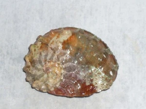 HALIOTIS OVINA ERSTAUNLICHE FARBE - Bild 1 von 2