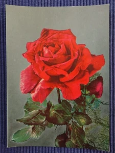 old Postcard Postcard AK Red art card Roses Rosaceae 1950's Years - Picture 1 of 2