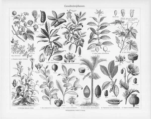 1905 LUXURY PLANTS TREES ENGRAVING ILLUSTRATION PRINT 2 Pg FOLDOUT - Picture 1 of 3