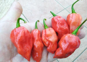 15 semi di peperoncino KRAKEN RED (+ omaggio ogni 5 acquisti) - Imagen 1 de 5