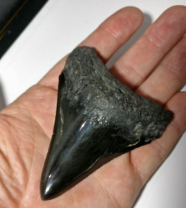 Megalodon Fossil Shark Tooth Polished Enamel 9cm/3.5" UK Based Seller MO2