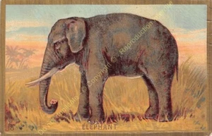 Chromo Waffle Embossed Animals Elephant n18 - Bild 1 von 2