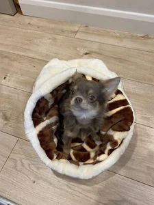 CHIHUAHUA PUPPY DOG PET CAT BED SNUGGLE SACK ANIMAL PRINT DESIGNERPETS - Picture 1 of 5