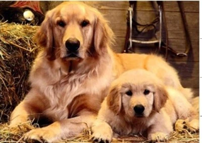 DIY Paint by Numbers for Adults, Golden Retriever Mum & Puppy 40x50 UK COMP - Image 1 of 4