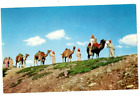 Postcard Camel Caravan As Used In The Black Hills Passion Play Usa