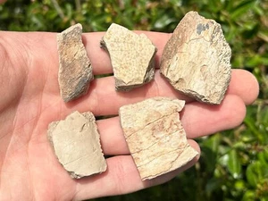 Jurassic Fossil Turtle Shells LOT OF 5 New Mexico Reptile Dinosaur Bones - Picture 1 of 14