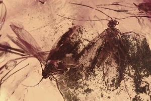 3 CADDISFLIES Trichoptera OPILIONE & FLY Fossil BALTIC AMBER 5,9 + HQ Bild 250301 - Bild 1 von 9