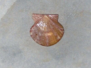 FLEXOPECTEN HYALINUS SPECIAL PINK - Picture 1 of 2