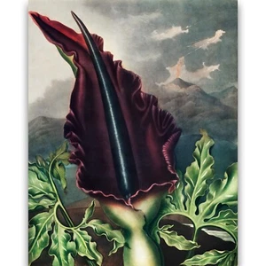 The Dragon Arum • Dark Cottagecore • Giclee Canvas Print • Multi-Size - Picture 1 of 6
