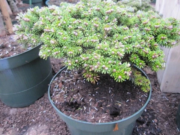 Abies koreana Ottostrasse - Zwergkoreatanne - Koreanische Tanne - 20-25cm - Bild 1 von 1