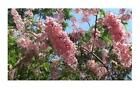 10x Cassia renigera rosa Samtkassia Baum Garten Pflanzen - Samen ID81