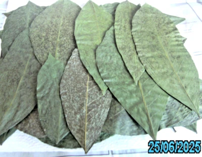 2 x 60  St. Walnuss Blätter unbehandelt getrocknet Bio Ware - Bild 1 von 2