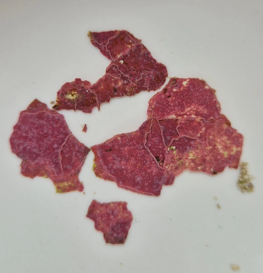 Live Coralline/Coraline Algae For Seeding Dry Rock