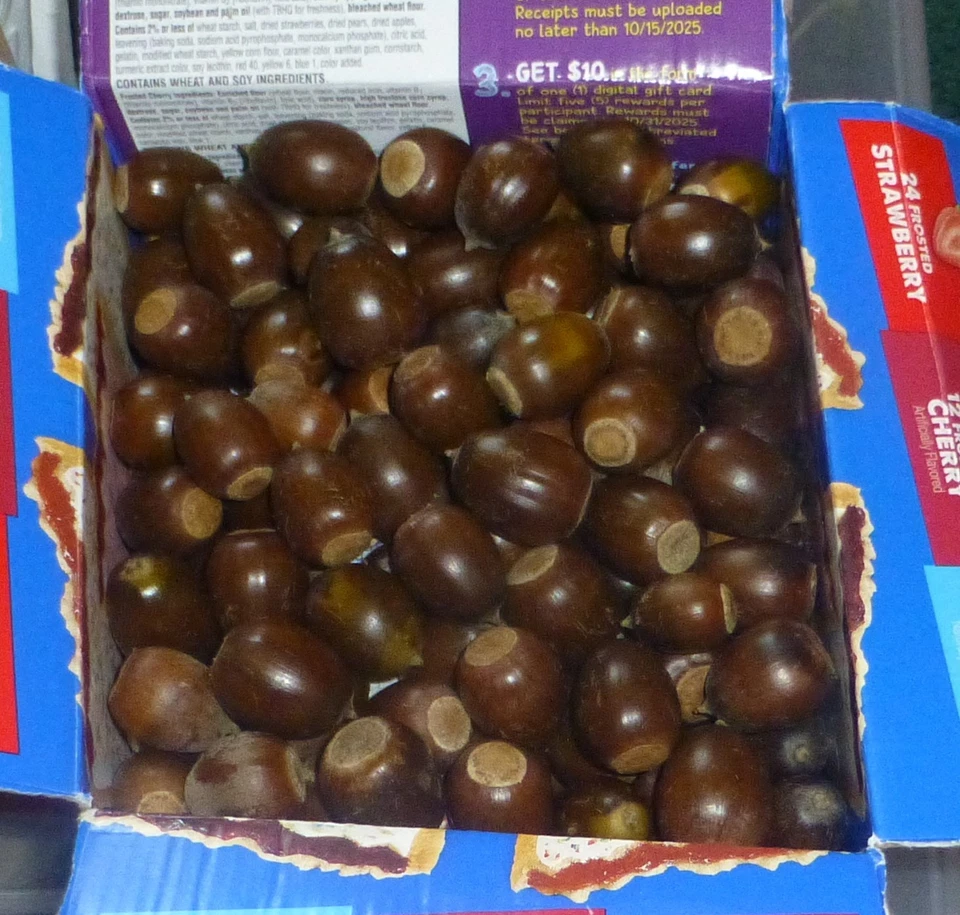 White Oak Large ACORNS Low Tannin Deer Bait Squirrel Wildlife Food 5lb FRESH - Image 1 of 1