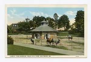 Camels, Park Mansion, Druid Hill Park, Baltimore, MD Color Postcard - Picture 1 of 2