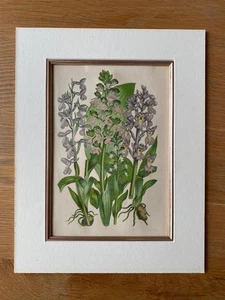 MOUNTED COLOURED LITHOGRAPH BOTANICAL ORCHIDS FLOWERS W Dickes - Picture 1 of 3