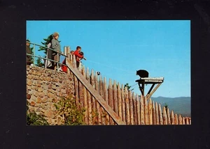 Bethlehem, NH Mount Agassiz 1950s Black Bears At Summit - Picture 1 of 2