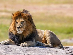 LION “KING OF THE JUNGLE”- 8X10 GLOSSY PHOTO PICTURE IMAGE - Picture 1 of 1