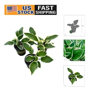 Live Patriot Hosta Collection - 3 Perennial Plants for Lush Outdoor Spaces - Picture 1 of 8