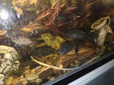 Black Convict Cichlids Tank Bred Juveniles, 1-2 Inch Size,  - Image 1 of 4