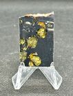 Gem Quality Seymchan Meteorite Pallasite Partial Slice