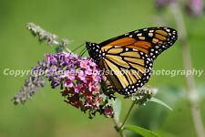Original ACEO photo fine art print 2.5 x 3.5 inches MONARCH ON BUTTERFLY BUSH