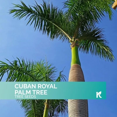 20 Cuban Royal Palm Tree Seeds for planting (Roystonea Regia) - Image 1 of 4