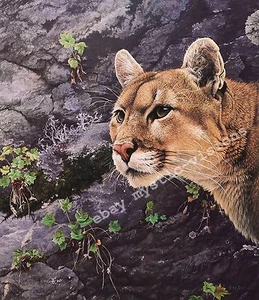 Alan Hunt SOLITAIRE Mountain Lion Puma Cougar Signed & Numbered Fine Art Print - Picture 1 of 1